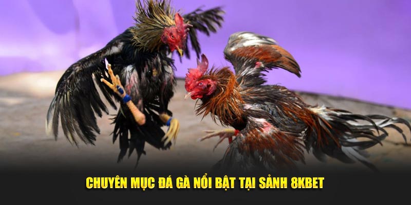 Chuyên mục đá gà nổi bật tại sảnh 8KBET