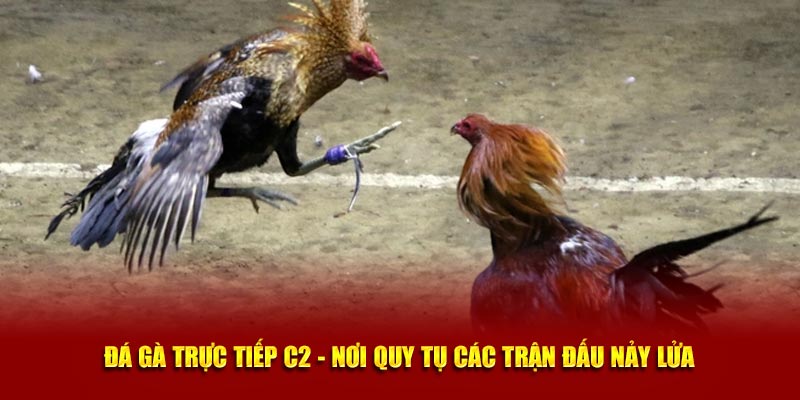 Đá Gà Trực Tiếp C2 - Nơi Quy Tụ Các Trận Đấu Nảy Lửa