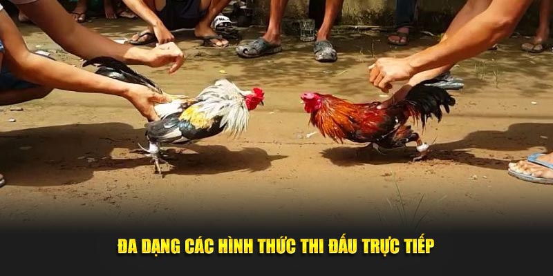 Đa dạng các hình thức thi đấu trực tiếp