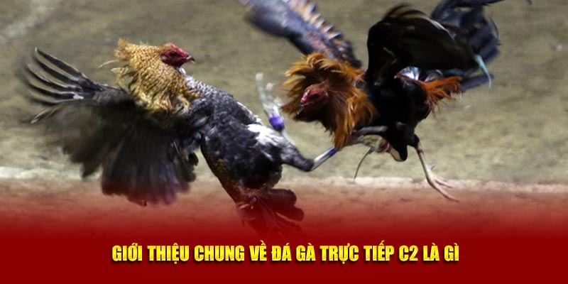  Giới thiệu chung về đá gà trực tiếp C2 là gì