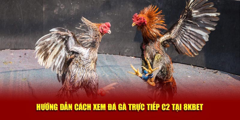 Hướng dẫn cách xem đá gà trực tiếp C2 tại 8kbet