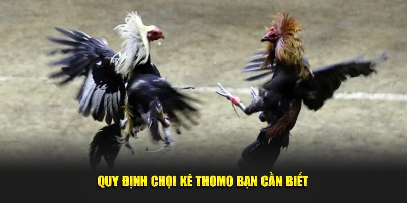 Quy định chọi kê Thomo bạn cần biết