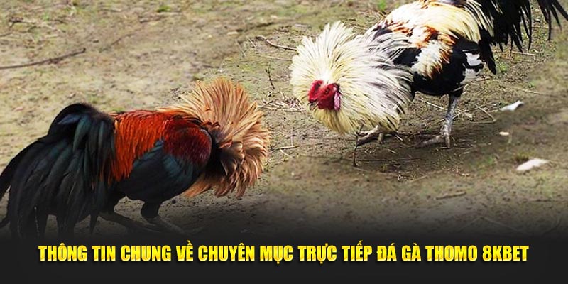 Thông tin chung về chuyên mục trực tiếp đá gà Thomo 8KBET