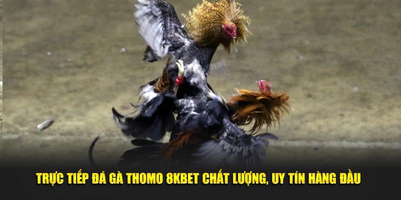 Trực Tiếp Đá Gà Thomo 8KBET Chất Lượng, Uy Tín Hàng Đầu