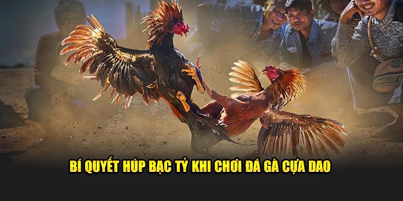 Bí quyết húp bạc tỷ khi chơi đá gà cựa dao