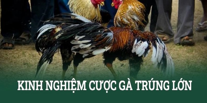 Chọi gà tre và kinh nghiệm đặt cược bất bại