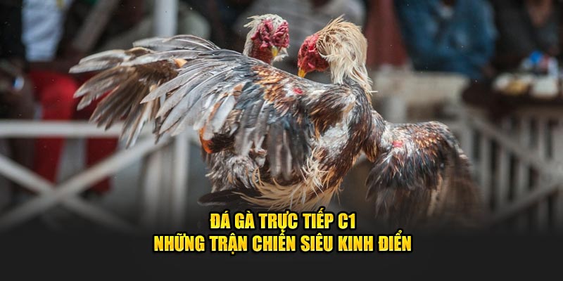 Đá Gà Trực Tiếp C1 - Những Trận Chiến Siêu Kinh Điển