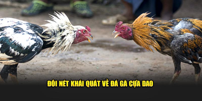 Đôi nét khái quát về đá gà cựa dao 