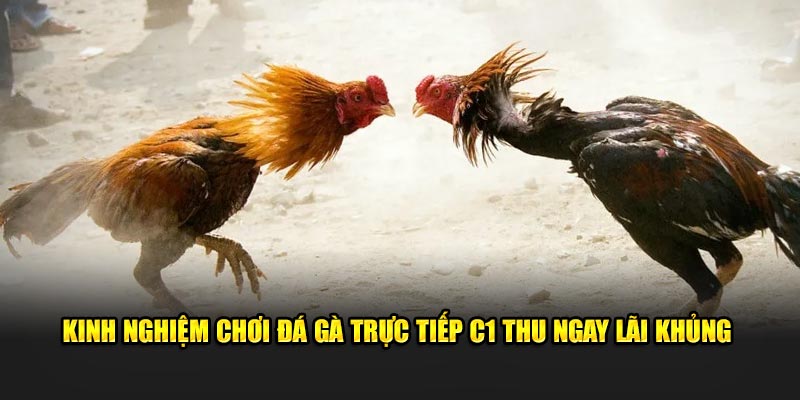 Kinh nghiệm chơi đá gà trực tiếp C1 thu ngay lãi khủng