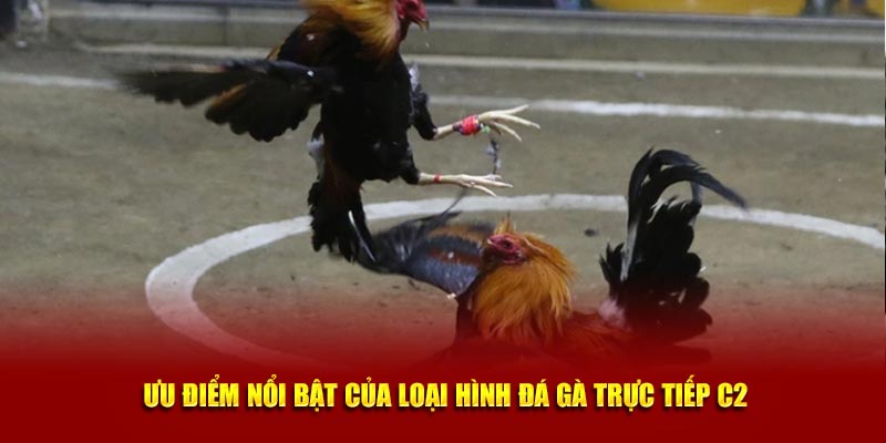 Ưu điểm nổi bật của loại hình đá gà trực tiếp C2 là gì?